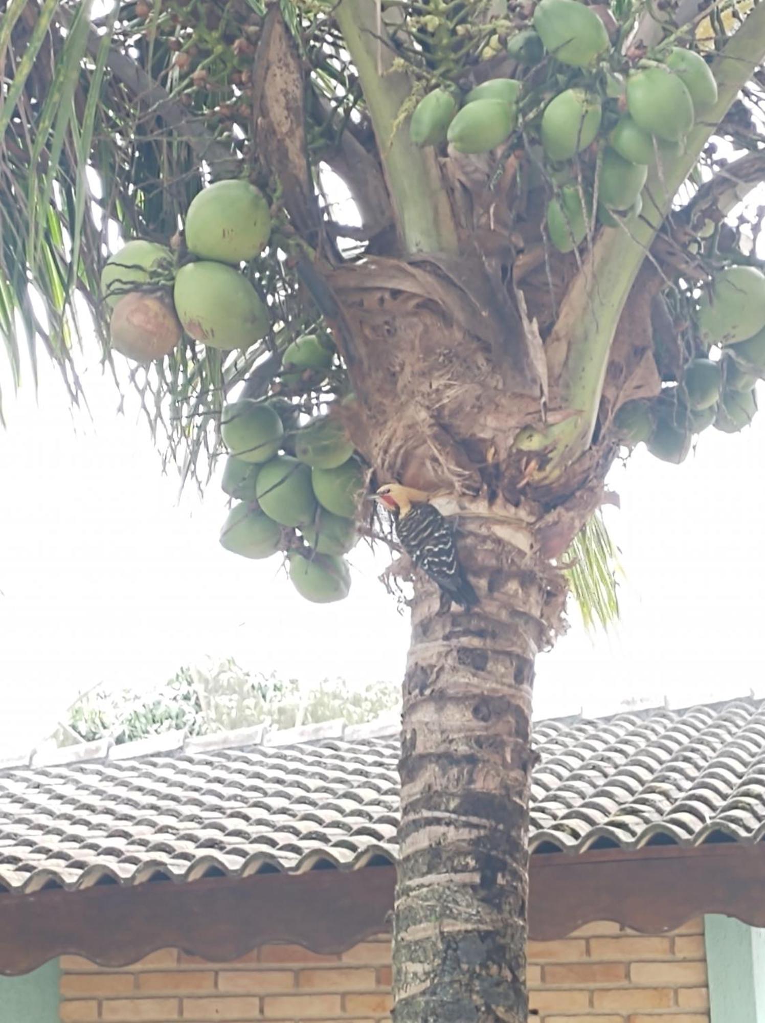 Suite Coqueiro Casamar Hospedagem Bertioga Buitenkant foto